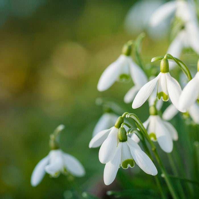 Spring It On!