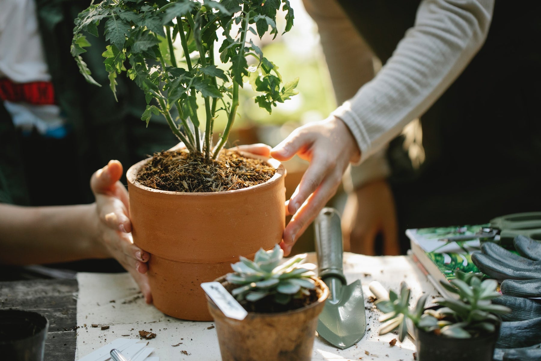 Summer Gifts for Gardeners