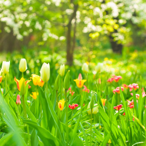 Spring newsletter
