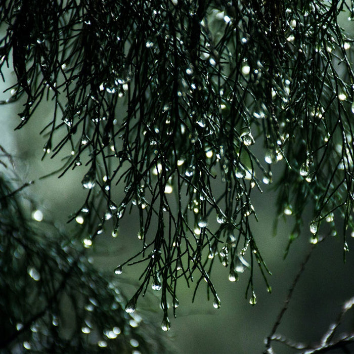 Le Chameau Boots - ‘Here Comes The Rain Again’
