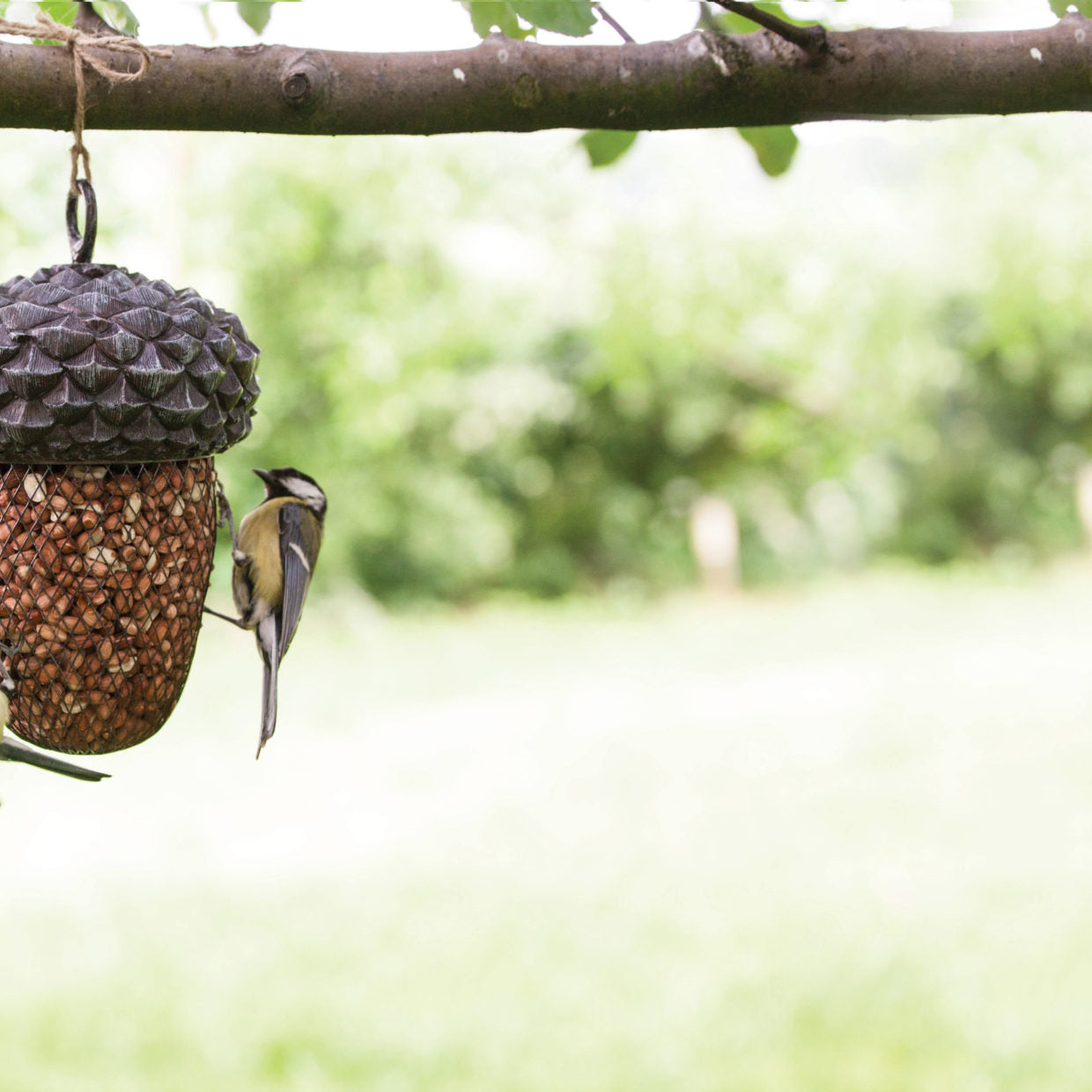Acorn Bird Feeder