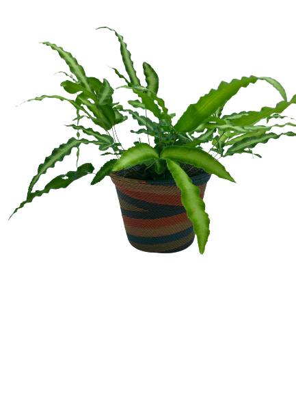 Mahatsara Wire Weave Planter - Medium